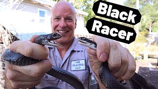 Florida Southern Black Racer Common black snake Coluber constrictor priapus [upl. by Eluj179]