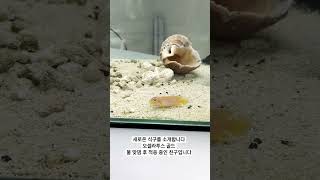 새 식구를 소개합니다오셀라 투스 골드 Lamprologus ocellatus [upl. by Halliday]