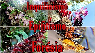 O que é inquilinismo Forésia e Epifitismo natureza [upl. by Atikahc]