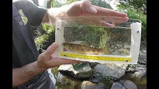 How Healthy Are Trout in the Mad River Valley [upl. by Nazario]