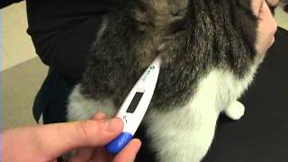 How to take your pets temperature [upl. by Denoting]