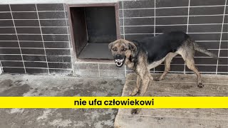 Jak oswoić dzikiego psa [upl. by Resee]