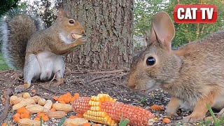 CAT TV  Frisky Bird Chipmunk Bunny and Squirrel Compilation  4K Video For Cats to Watch  Dog TV [upl. by Mcfarland717]