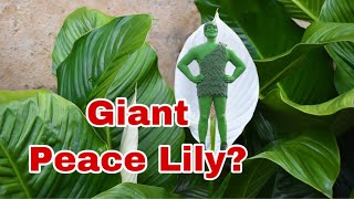 Giant Peace LiliesHow big are they [upl. by Eednarb]