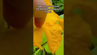 HANDPOLLINATION OF SQUASH FLOWER shorts handpllination nature pollination squash [upl. by Kcirneh]