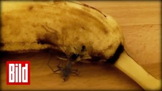 Spinne ist voll Banane  Horror aus Südamerika  Schale  Horrofilm  Spider [upl. by Halyahs39]