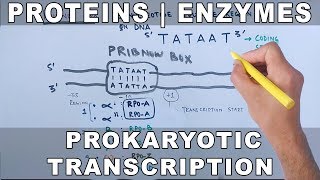 Proteins and Enzymes in Prokaryotic Transcription [upl. by Ludovick]