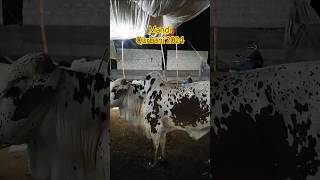 mandi cow trending viral subhanallah qurbanistatus [upl. by Bobine]