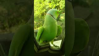 ഹലോ❗️ആരും ഇല്ലേ ഇവിഡേ❓Parrot parrot pet viralvideo viralshorts short viral [upl. by Milde]