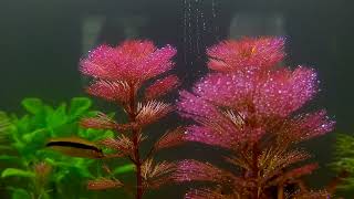 Cabomba Furcata amp SAE  Planted Tank  Live Plants [upl. by Gilbert500]