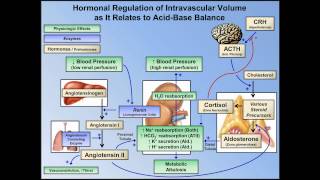 Metabolic Alkalosis ABG Interpretation  Lesson 10 [upl. by Jamila]