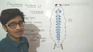 Circulatory system of Cockroach in detailMust watch [upl. by Stouffer541]