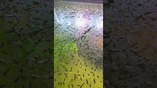 Part 2 An aquarium full of insects why it was important to remove them [upl. by Aaberg187]