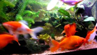 Goldfish super red amp sarasa comet Goldfische [upl. by Muslim]