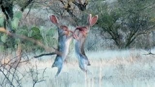 Amazing Rabbit FIGHT [upl. by Cherilyn998]