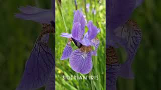 Purple Iris flower [upl. by Druce]