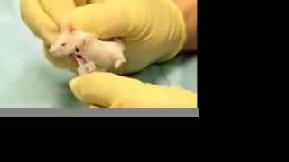 How to obtain blood samples from the facial vein of a mouse [upl. by Artek]