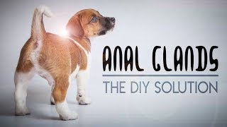 How to Express Your Dogs Anal Glands at Home  DIY Anal Gland Expression [upl. by Niall960]