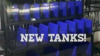 BAGONG TANK PARA SA GUPPIES HD  V505 [upl. by Runstadler]