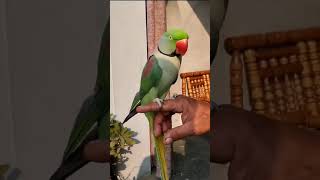 Alexandrine parakeet Parrot  Ringneck Talking Parrot [upl. by Sisto]