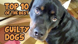 THE TOP 10 GUILTIEST GUILTY DOGS OF ALL TIME [upl. by Negaem]