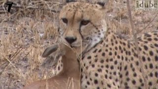 Cheetah Catches And Eats Antelope HD [upl. by Caldwell]