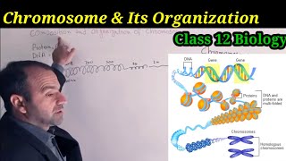 Composition and Organization of Chromosomes Class 12 Biology  Chromosome [upl. by Amil]