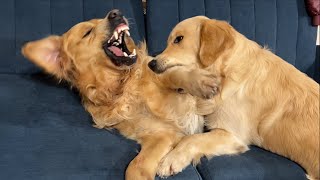 Golden Retriever Dad Realizes He Failed At Parenting His Son [upl. by Tayib84]