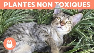 20 PLANTES non toxiques pour CHAT 🌿 Découvrezles [upl. by Newmann432]