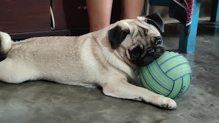 😍Cute amp Funny Pug Videos That Are IMPOSSIBLE Not To Aww At 💖🐶Cutest Puppies  Chutki Pug vlogs [upl. by Metabel]