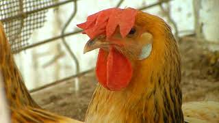 Criadores de la gallina andaluza sureña empeñados en que sea declarada raza autóctona [upl. by Nylave]