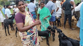 900 ரூபாய்க்கு விற்பனை மேச்சேரி ஆட்டுச்சந்தை புதன்கிழமை குறைந்த விலையில் mecheri adu Santhai [upl. by Shoemaker]