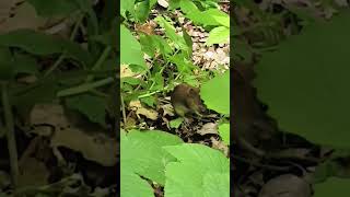 Cute Wood Mouse spotted in the Forest 😍🥰 wildlifecamera natureshorts CuteAnimals [upl. by Buchheim]