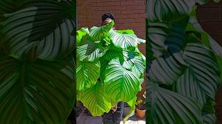 Calathea Orbifolia [upl. by Ebag]