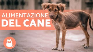 Come far INGRASSARE un cane ⬆️ In 5 facili PASSI [upl. by Fern389]