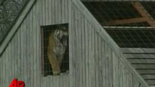 Exotic Pet Owner Mauled by 660Pound Tiger [upl. by Aiekat]