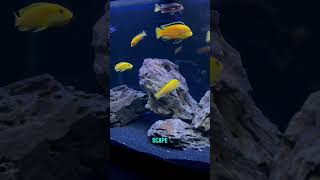 Quinns Favorite African Cichlid Tank Setup [upl. by Kesia]