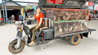 Harvesting 150 Quails Goes To The Market Sell  Buy 100 Chicks To Raise  Tiểu Vân Daily Life [upl. by Bui794]