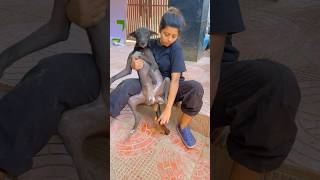 Paralysed dog ko Hume aise hi poty karwani hoti hai 🙏 voiceless dog care love [upl. by Pytlik210]