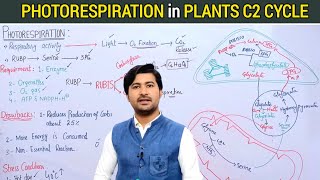 132 Photorespiration in plants C2 cycle  effects of photorespiration  Fsc class 11 [upl. by Noillid]