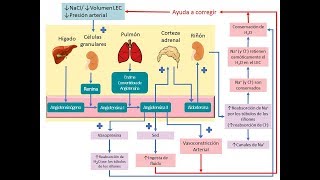 Sistema Renina Angiotensina Aldosterona [upl. by Sowell]