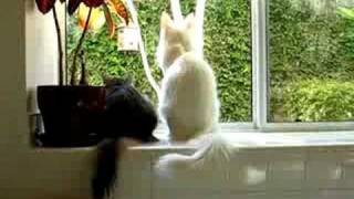 The Birds ATTACK Somali and Turkish Angora Cats [upl. by Zelma655]