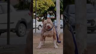 Eidt de pitbull doberman pastor alemão cane corsopitbulldobermanpastoralemãocanecorsoanimals [upl. by Noiroc]