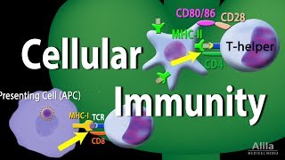 Cellular Immunity  Adaptive Immunity part 1 Animation [upl. by Anhavas969]