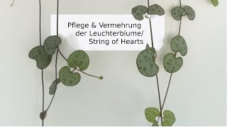 Pflanzenpflege  String of Hearts  Leuchterblume  Vermehrung Ableger [upl. by Ayikat]