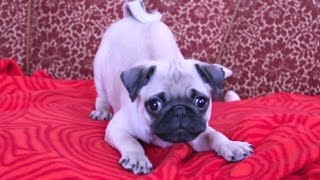 Puppies Barking Compilation  Cute Dog Barking Videos NEW [upl. by Ybba]