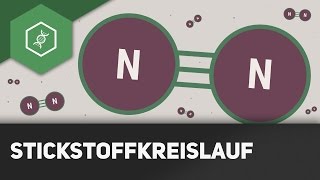 Stickstoffkreislauf einfach erklärt  Stoffkreisläufe 1 [upl. by Temhem]