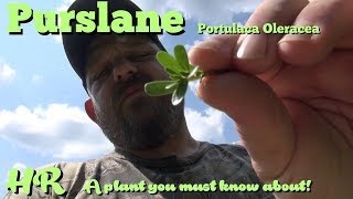 ⟹ PURSLANE  Portulaca oleracea  another plant to know about survival food [upl. by Rachael]