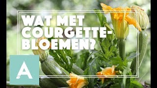 Wat met courgette en komkommerbloemen  Grow Cook Eat 56 [upl. by Kolva662]