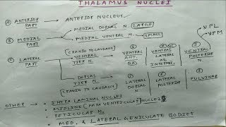 Thalamus Nuclei Anterior Medial and Lateral Part  Theory and Diagram  TCML [upl. by Petromilli]